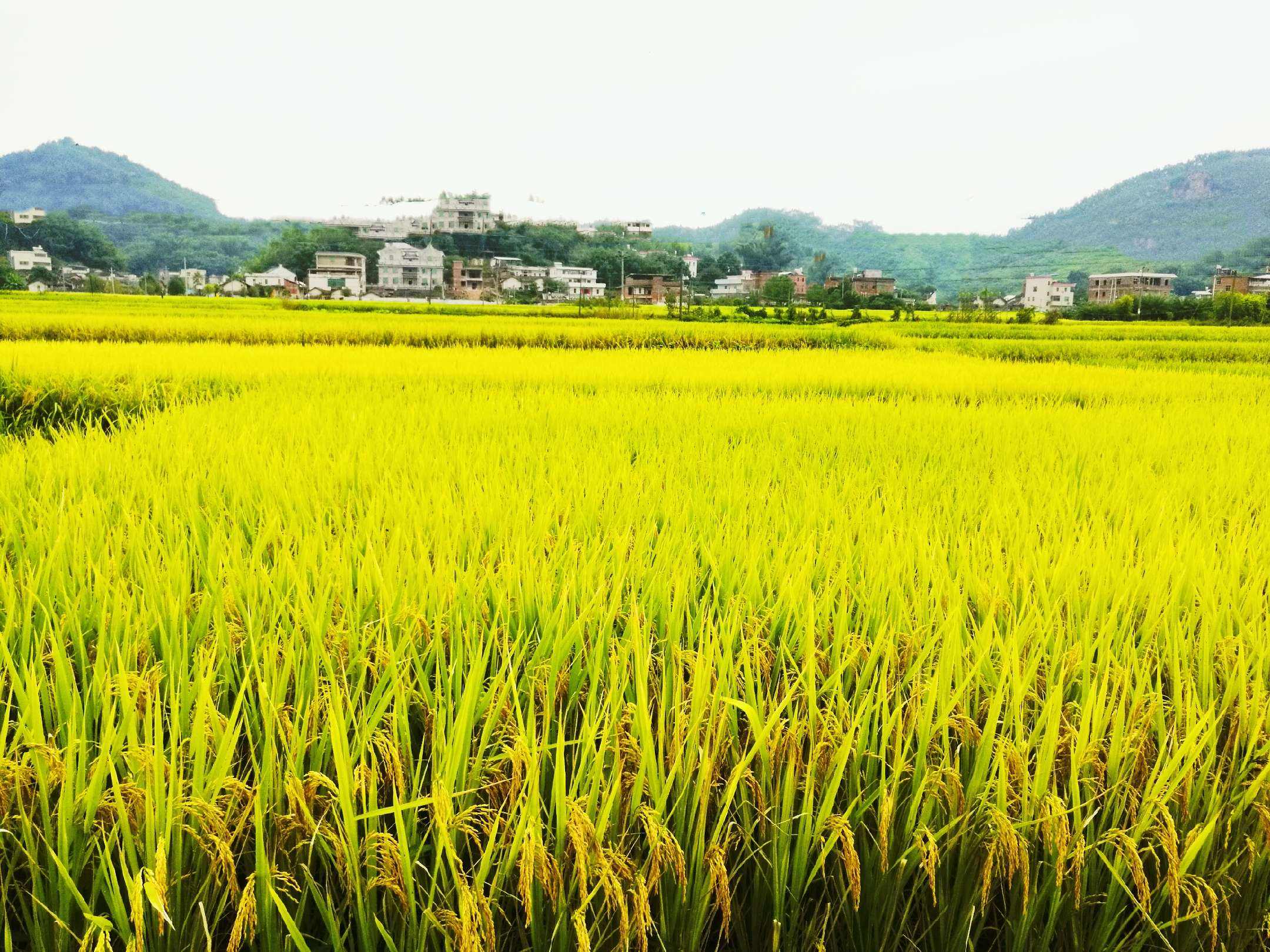 鄉村美景.jpeg 鄉村美景.jpeg