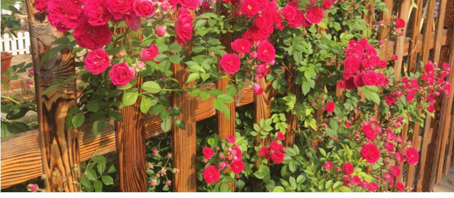 庭院薔薇花.jpeg 庭院薔薇花.jpeg