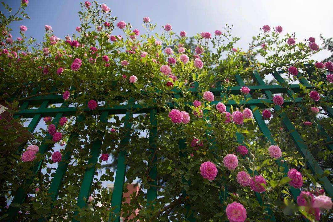 庭院薔薇花 (1).jpeg 庭院薔薇花 (1).jpeg