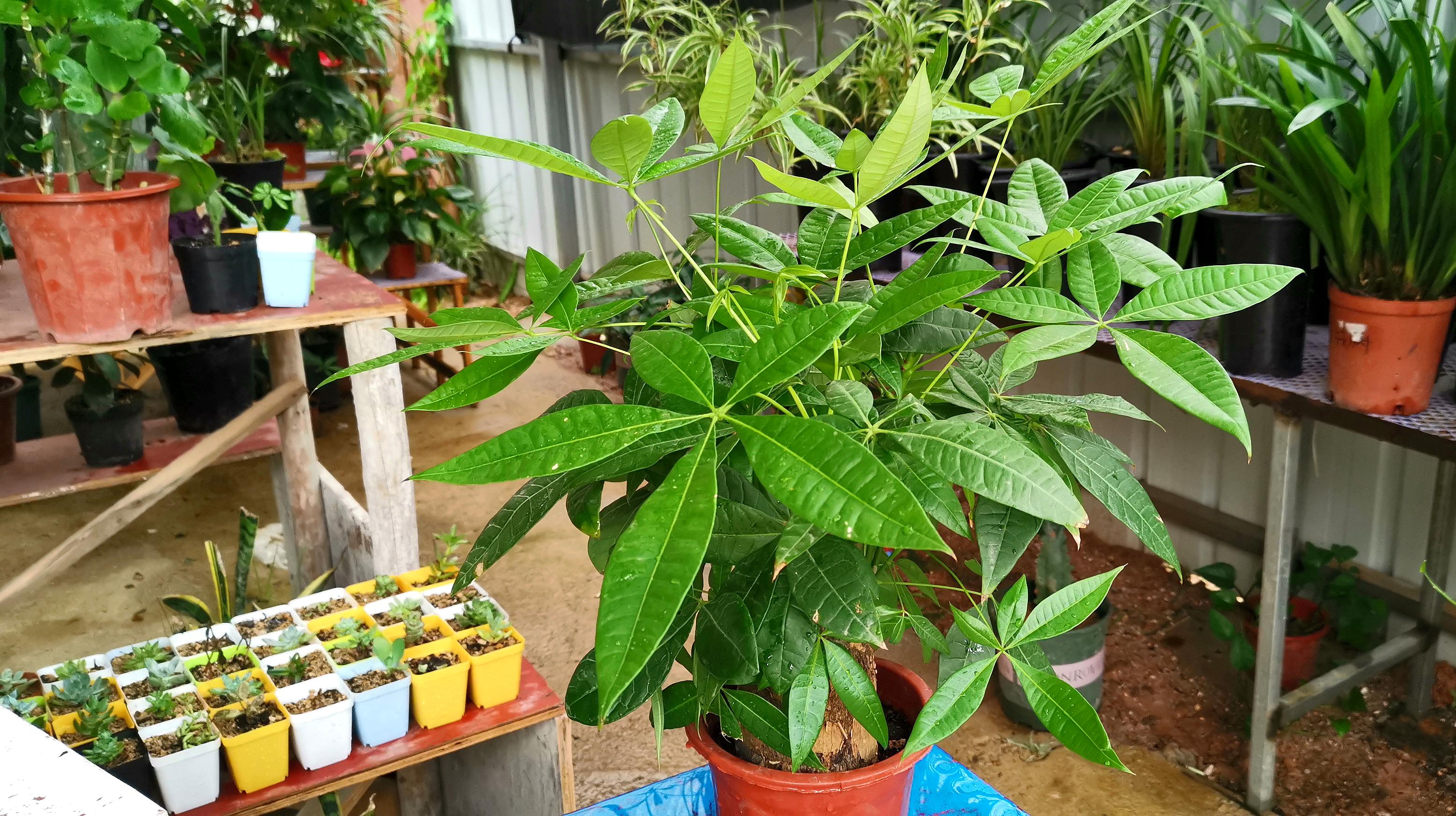 種植發財樹要注意什么?.jpeg 種植發財樹要注意什么?.jpeg
