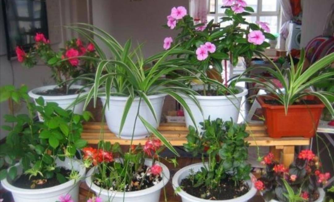 室內花草.jpeg 室內花草.jpeg