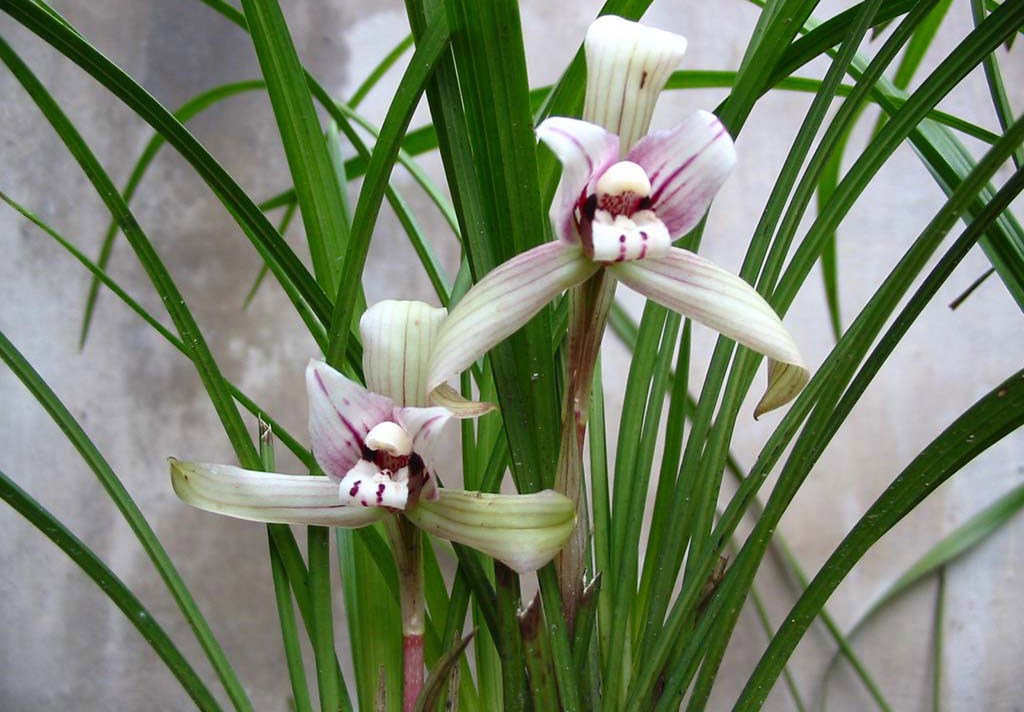 蘭花.jpg 蘭花.jpg