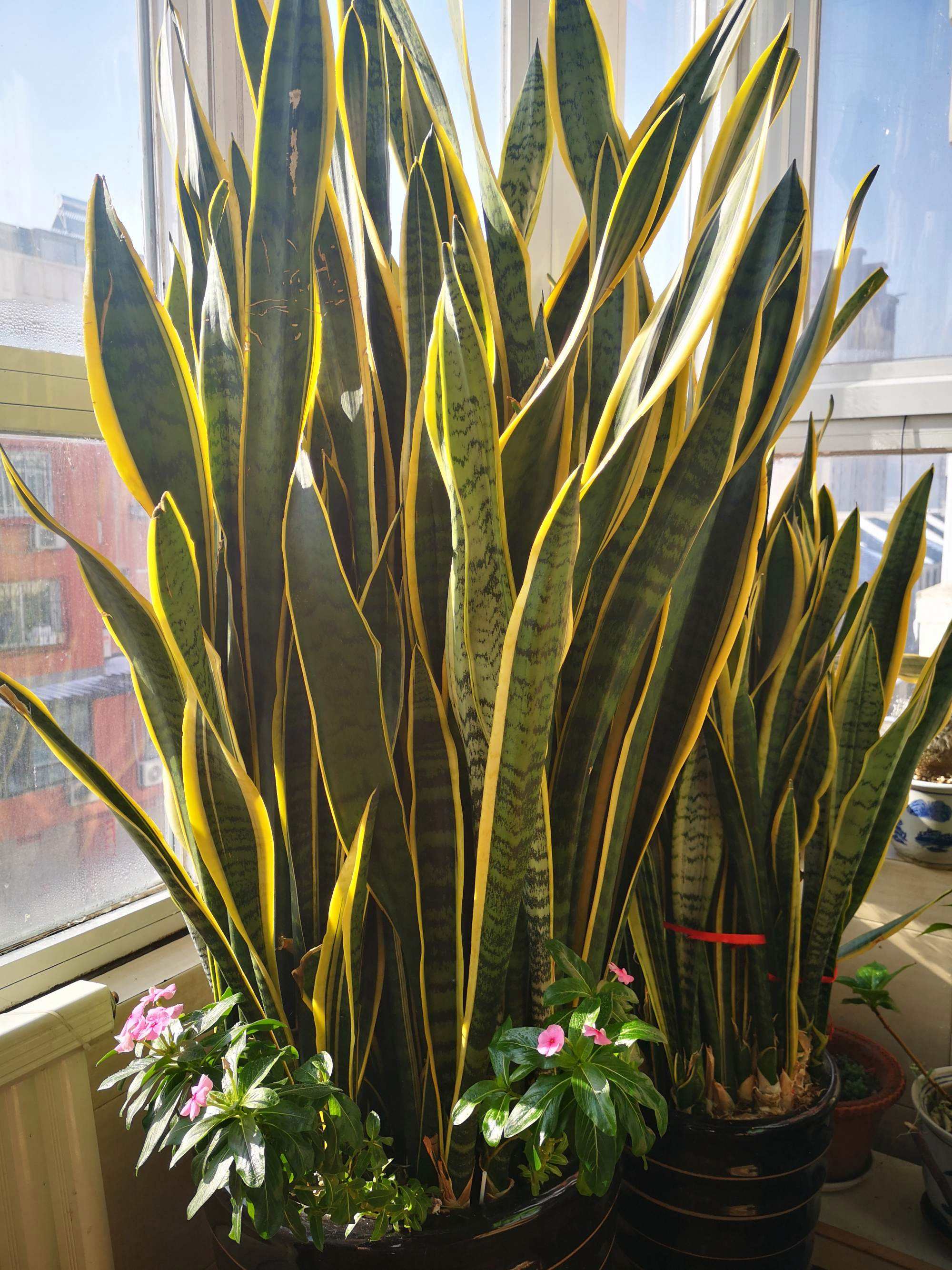 辦公室種植虎皮蘭有哪些風水知識.jpeg 辦公室種植虎皮蘭有哪些風水知識.jpeg