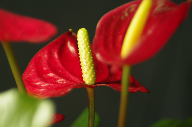 紅掌的風(fēng)水?dāng)[放位置.jpg 紅掌的風(fēng)水?dāng)[放位置.jpg