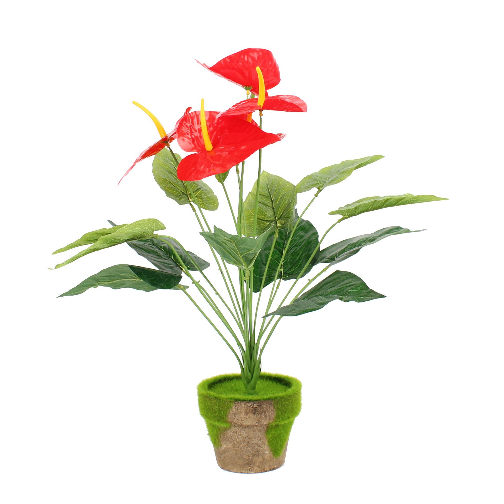 紅掌的風(fēng)水寓意.jpeg 紅掌的風(fēng)水寓意.jpeg