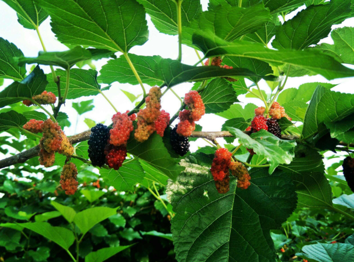 桑樹種植風(fēng)水破解.png 桑樹種植風(fēng)水破解.png