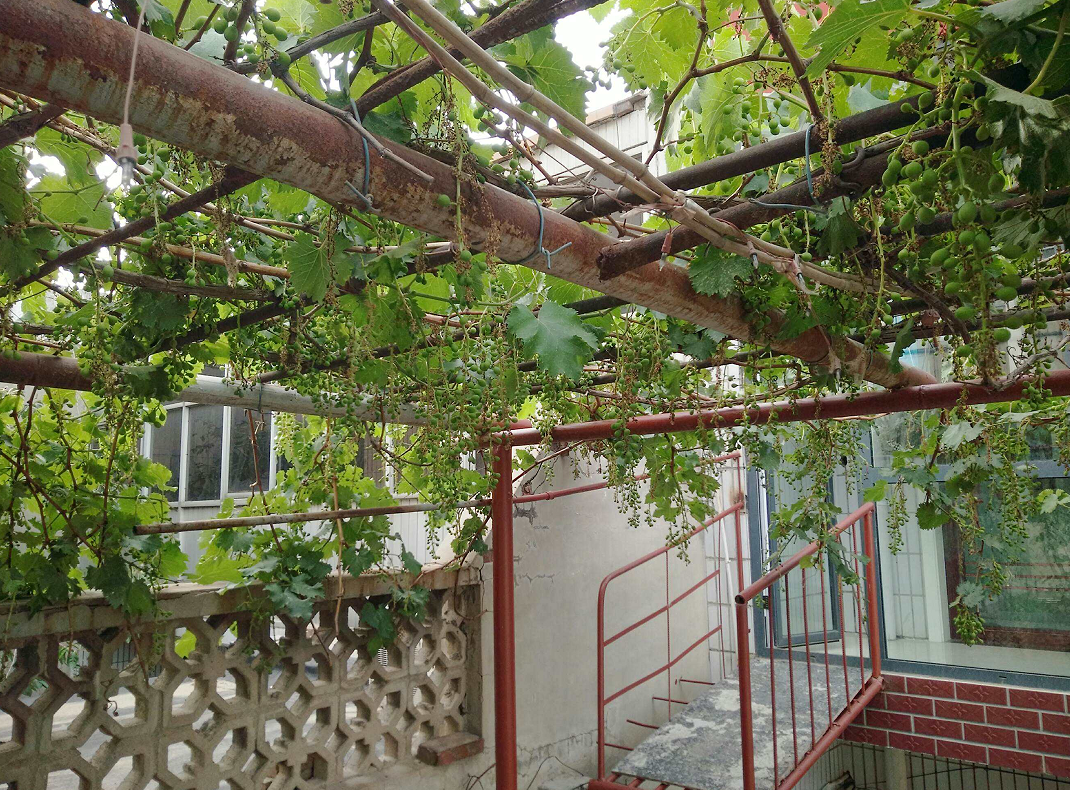 庭院種植葡萄樹.png 庭院種植葡萄樹.png