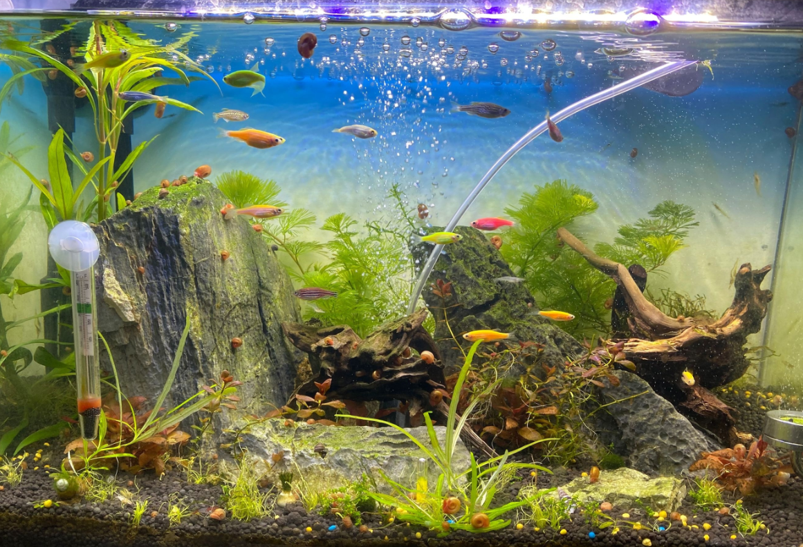 魚(yú)缸濾材的擺放順序.png 魚(yú)缸濾材的擺放順序.png