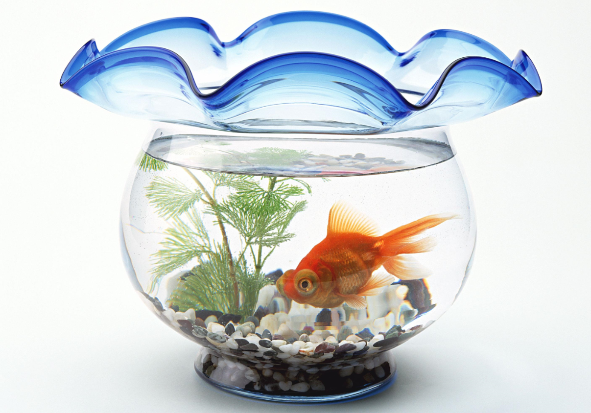 魚(yú)缸的濾材擺放順序究竟是怎么樣的.png 魚(yú)缸的濾材擺放順序究竟是怎么樣的.png