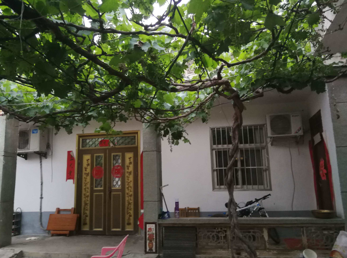 為什么院子里不能種植太多的葡萄 (2).png 為什么院子里不能種植太多的葡萄 (2).png