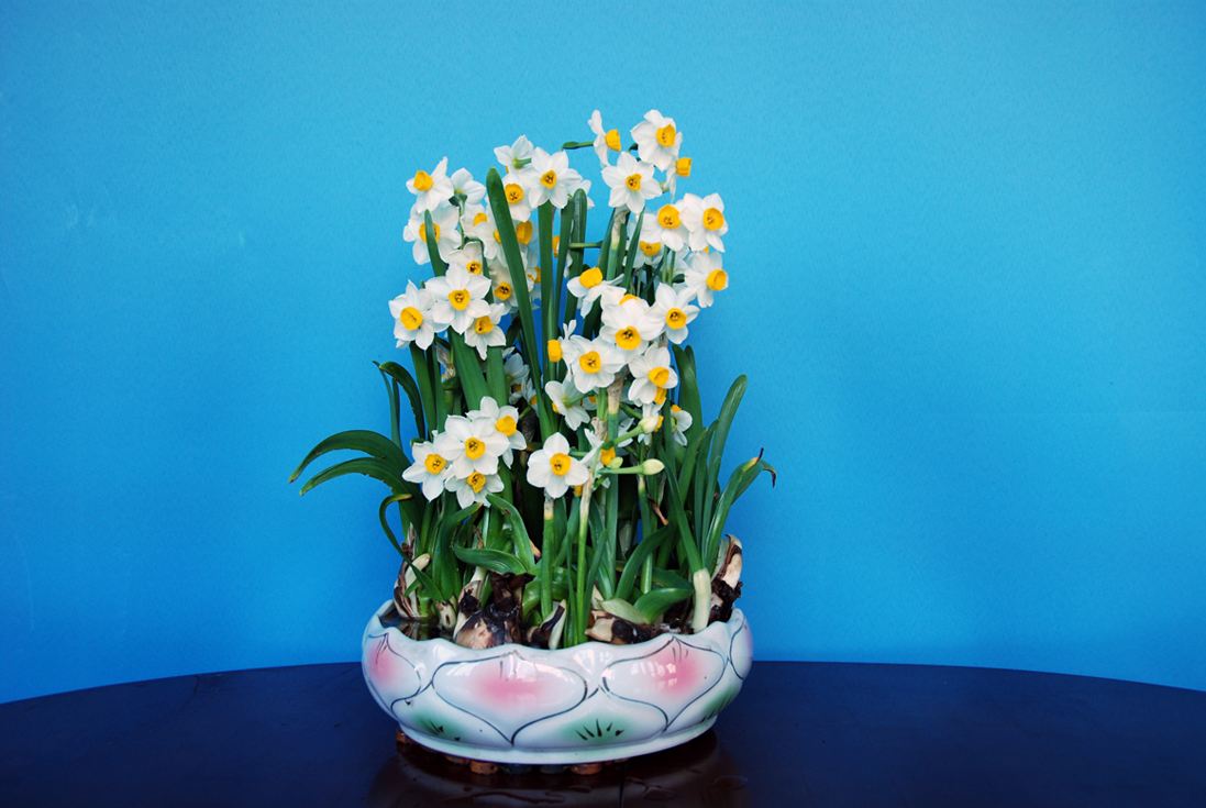 水仙花.jpg 水仙花.jpg