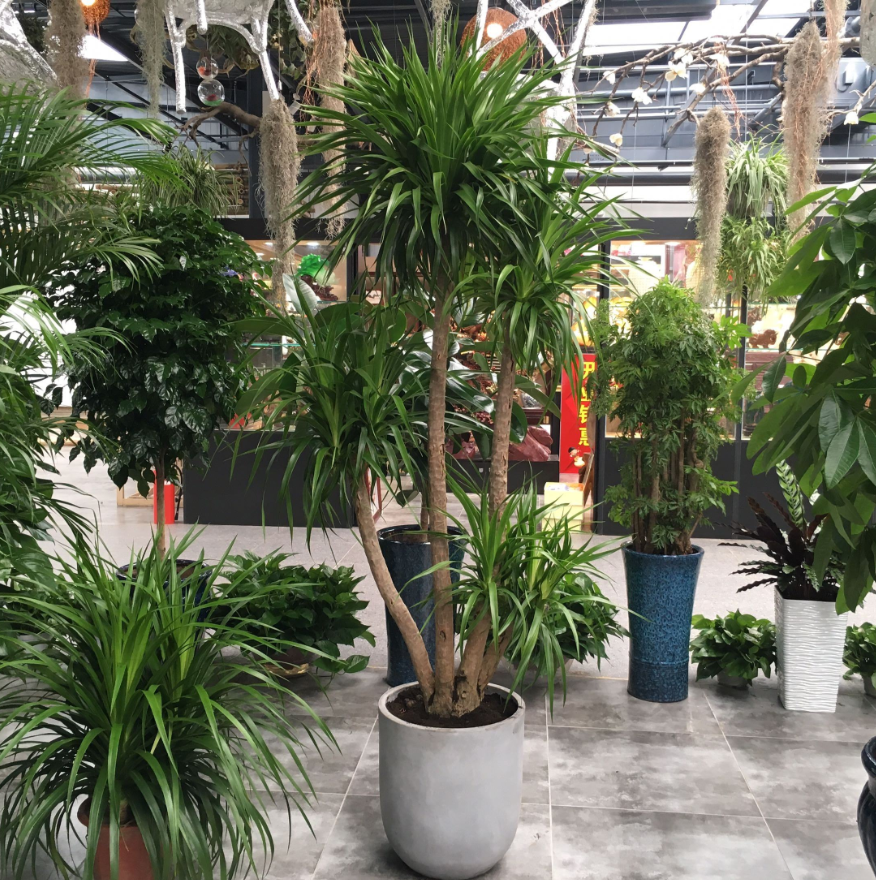 適合室內養的植物花卉 (2).png 適合室內養的植物花卉 (2).png