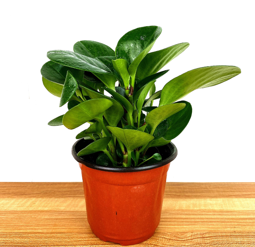 適合室內養的植物花卉 (4).png 適合室內養的植物花卉 (4).png