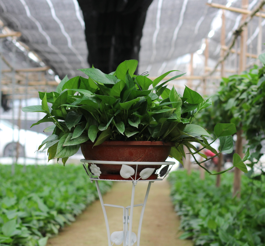 適合室內養的植物花卉 (5).png 適合室內養的植物花卉 (5).png