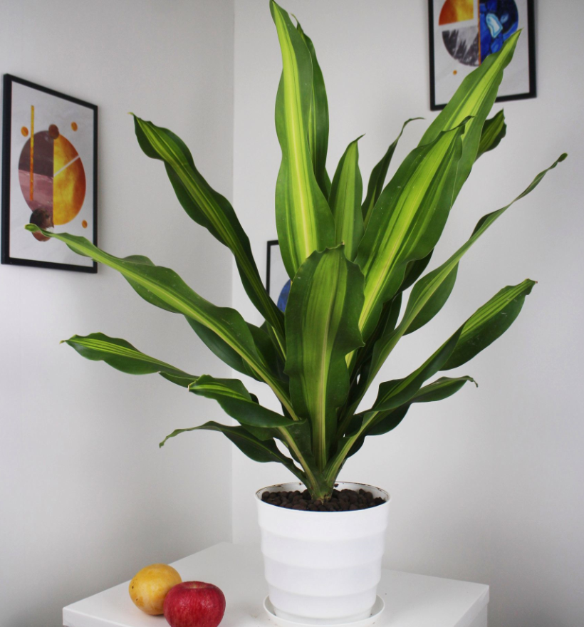 適合室內養的植物花卉 (6).png 適合室內養的植物花卉 (6).png