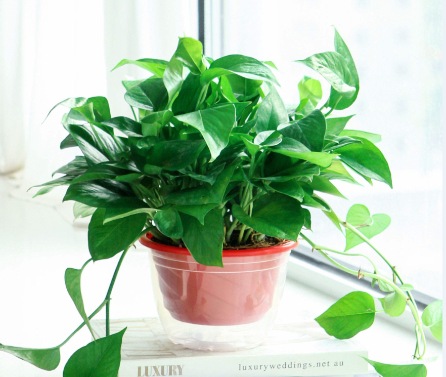 適合室內養的植物花卉 (8).png 適合室內養的植物花卉 (8).png