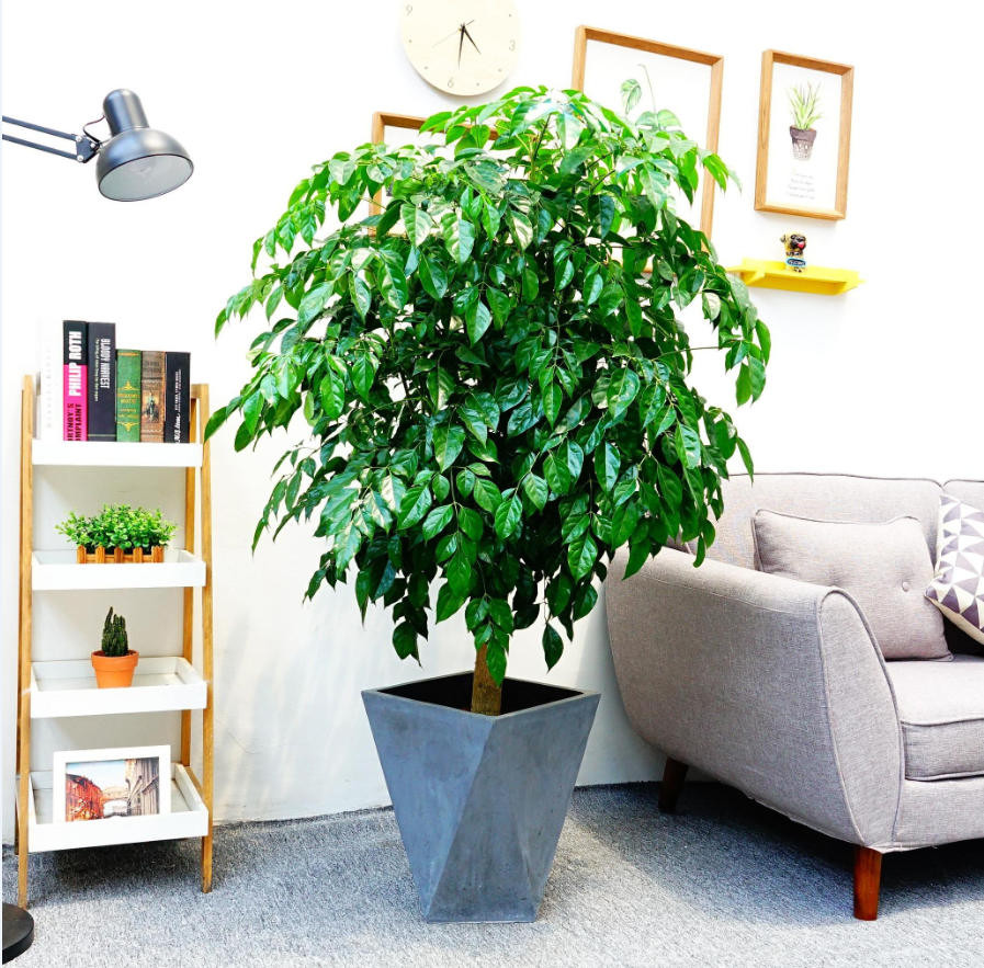 適合室內養的植物花卉 (9).png 適合室內養的植物花卉 (9).png