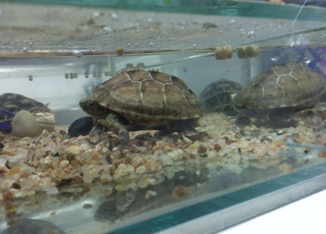 在家養烏龜好不好 (2).png 在家養烏龜好不好 (2).png