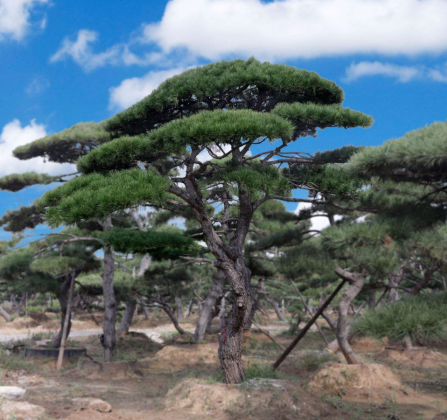 松樹的風(fēng)水寓意.png 松樹的風(fēng)水寓意.png