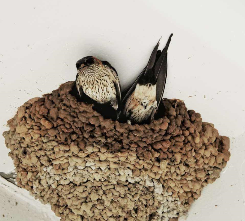 燕子飛進(jìn)家在風(fēng)水上講.png 燕子飛進(jìn)家在風(fēng)水上講.png