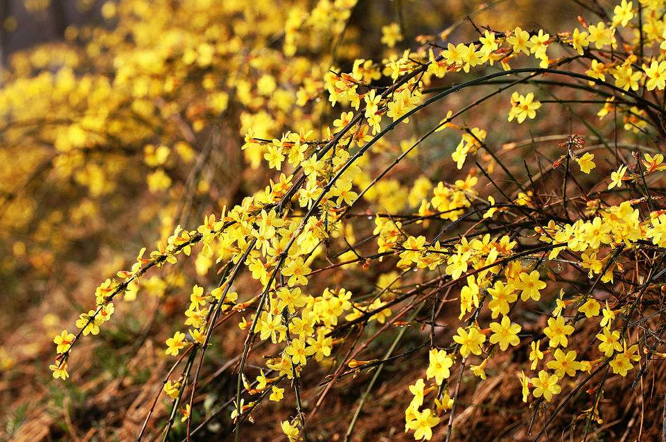 迎春花.png 迎春花.png