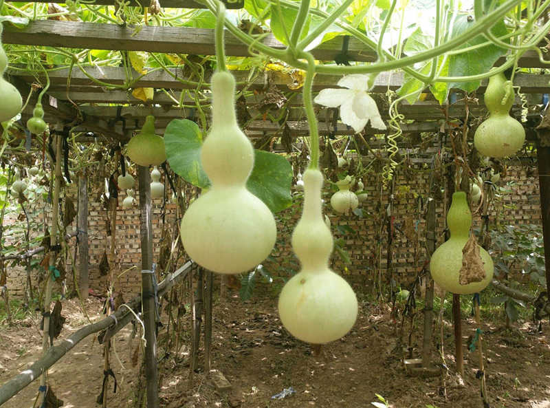 庭院花園八大驅(qū)邪植物 (2).png 庭院花園八大驅(qū)邪植物 (2).png
