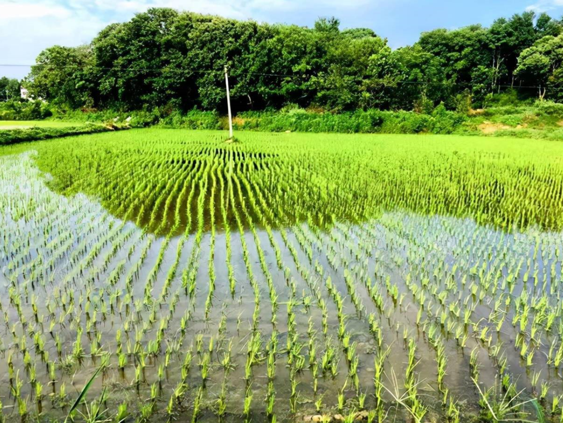 為什么自己不能決定種植作物的類型呢?.png 為什么自己不能決定種植作物的類型呢?.png