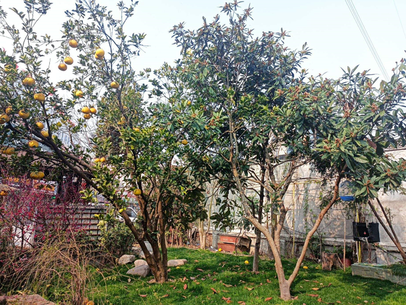 常見別墅庭院好處的植物.png 常見別墅庭院好處的植物.png